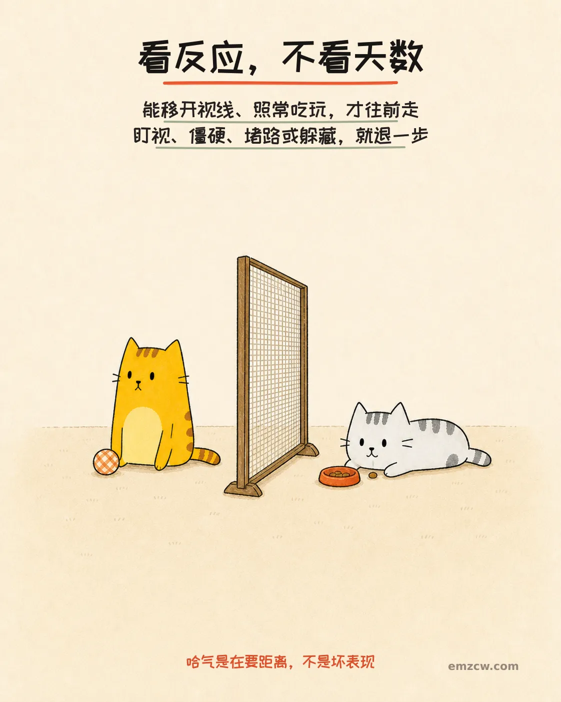 二猫子隔着纱网各自玩球和吃奖励,身体放松,说明推进要看反应而不是天数